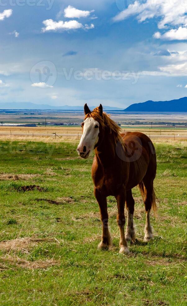 Horses graze on the field, eat green grass, ranch in Utah photo