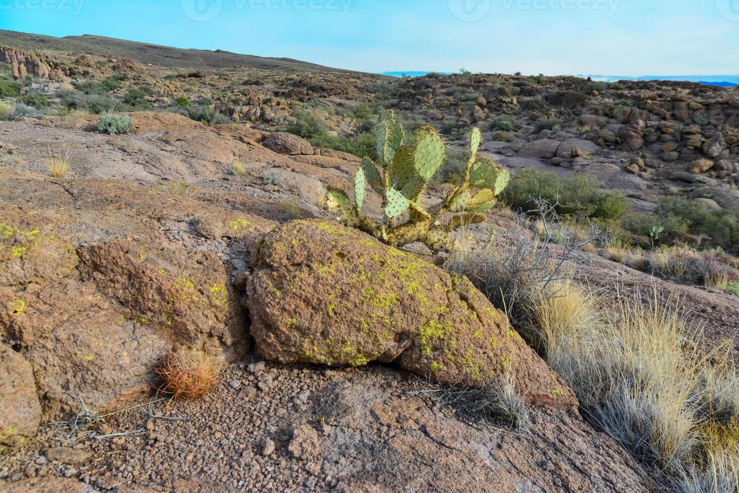 California barrel cactus, compass barrel Ferocactus cylindraceus and Engelmann prickly pear, cacti grow on stones in the desert. Arizona Cacti photo