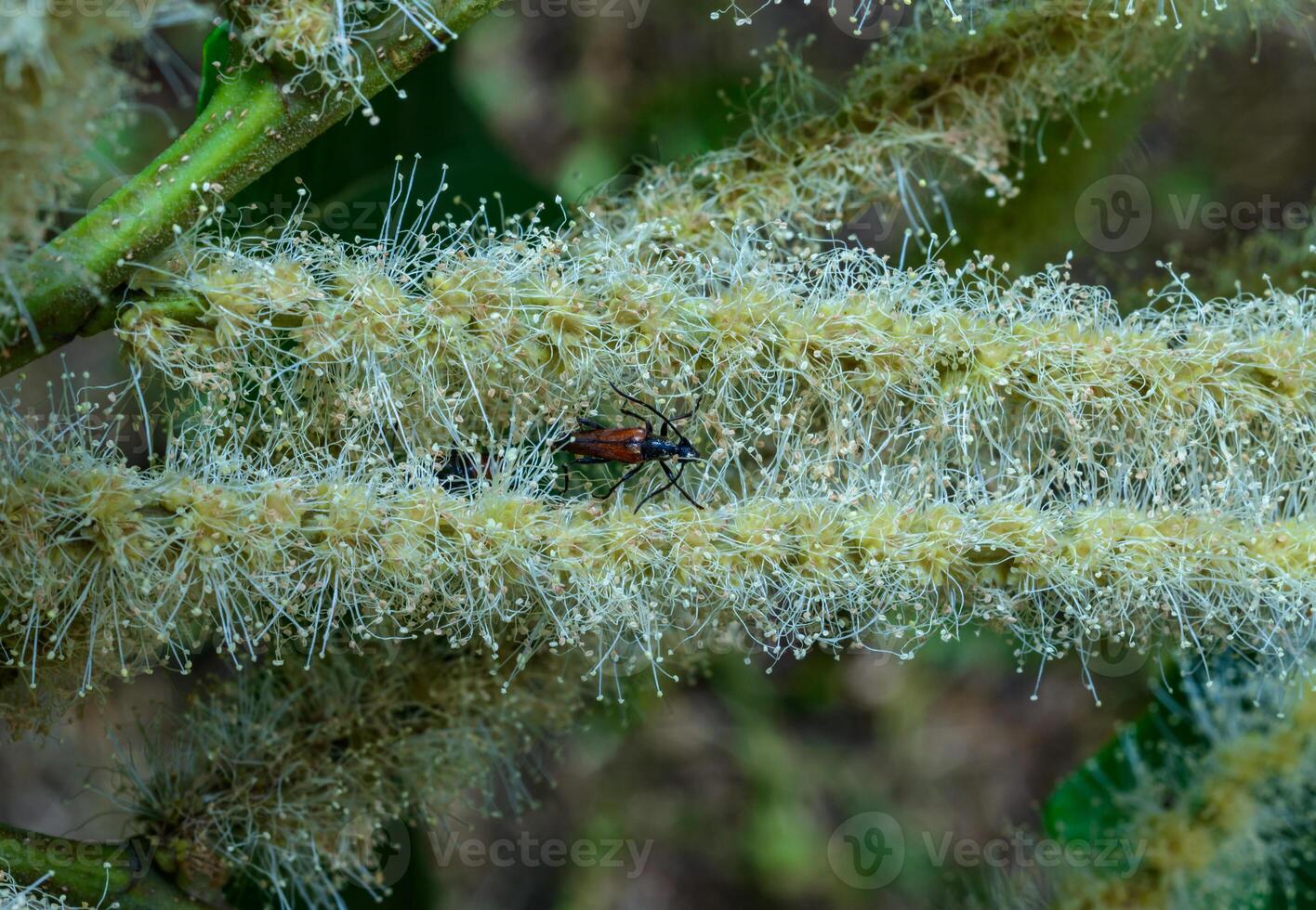 Stenurella melanura - longhorned beetle on a fluffy flower of a tree in the garden photo