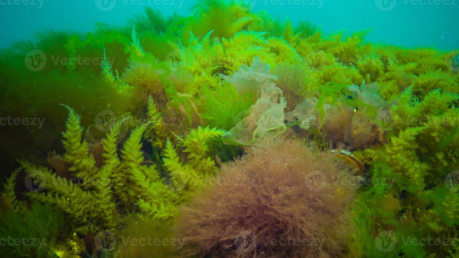 Underwater landscape, Black Sea. Green, red and brown algae on the seabed photo