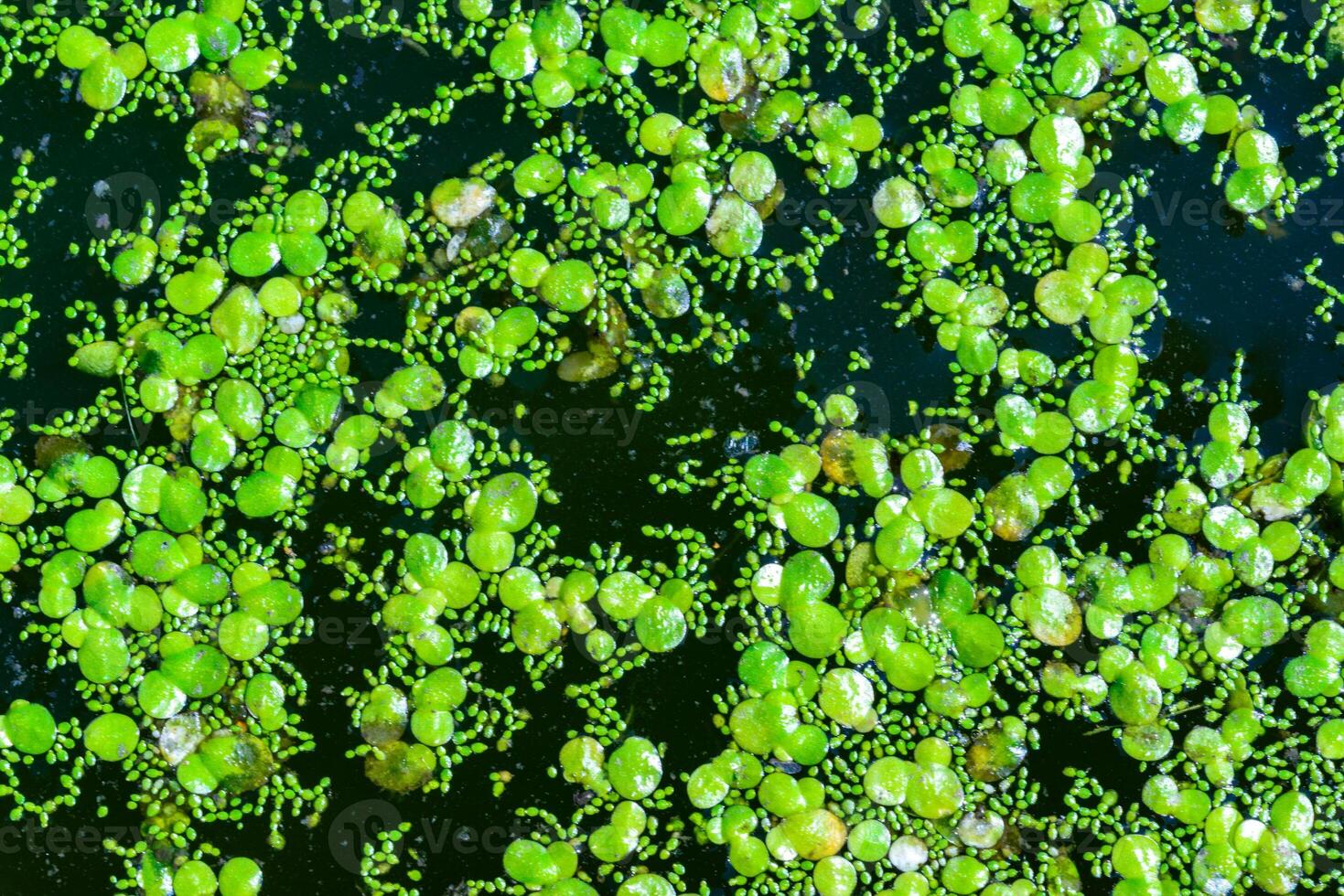 Spotless watermeal, rootless duckweed Wolffia arrhiza and duckweed Lemna turionifera photo