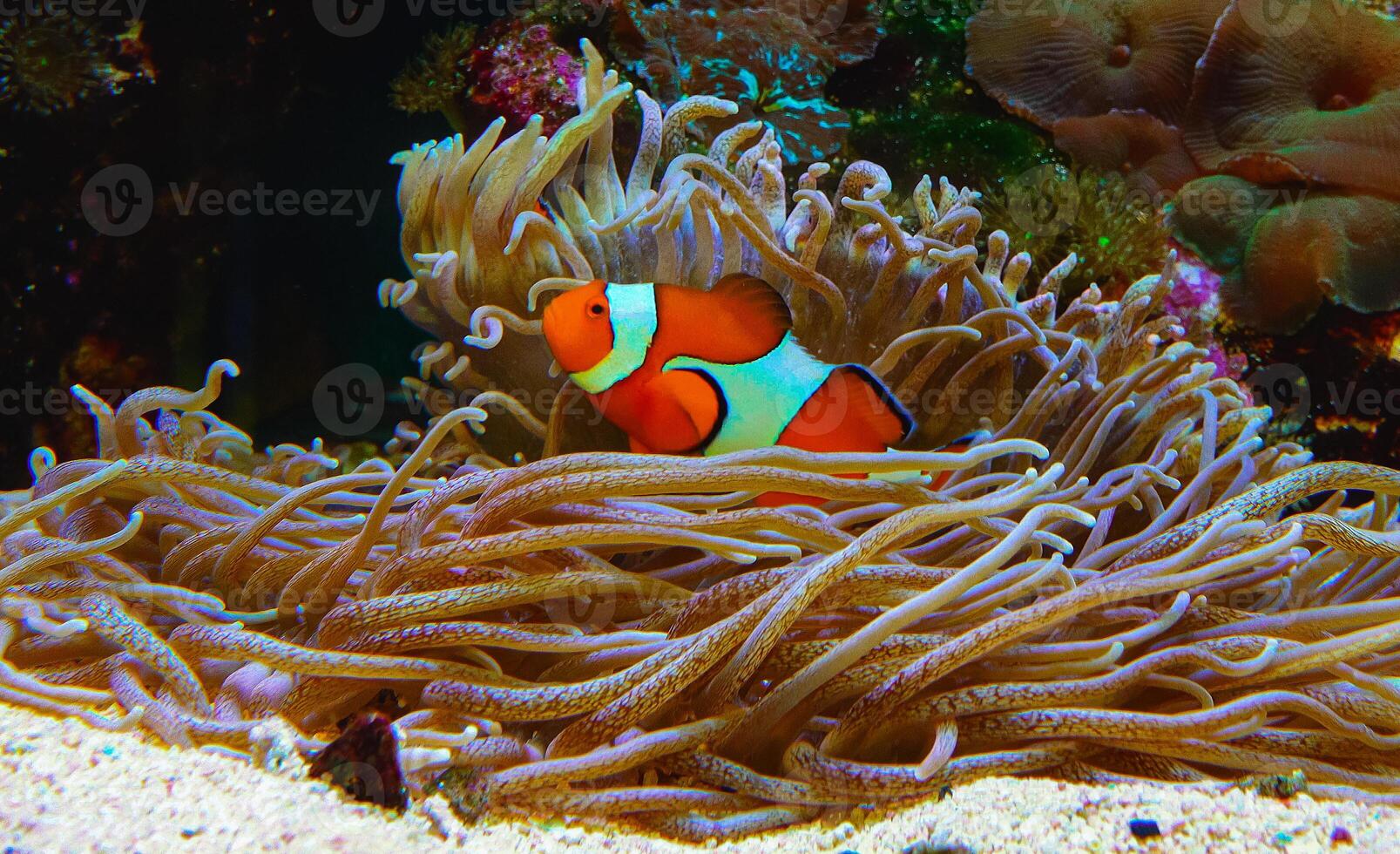 Clown fish, Anemonefish Amphiprion ocellaris swim among the tentacles of anemones photo