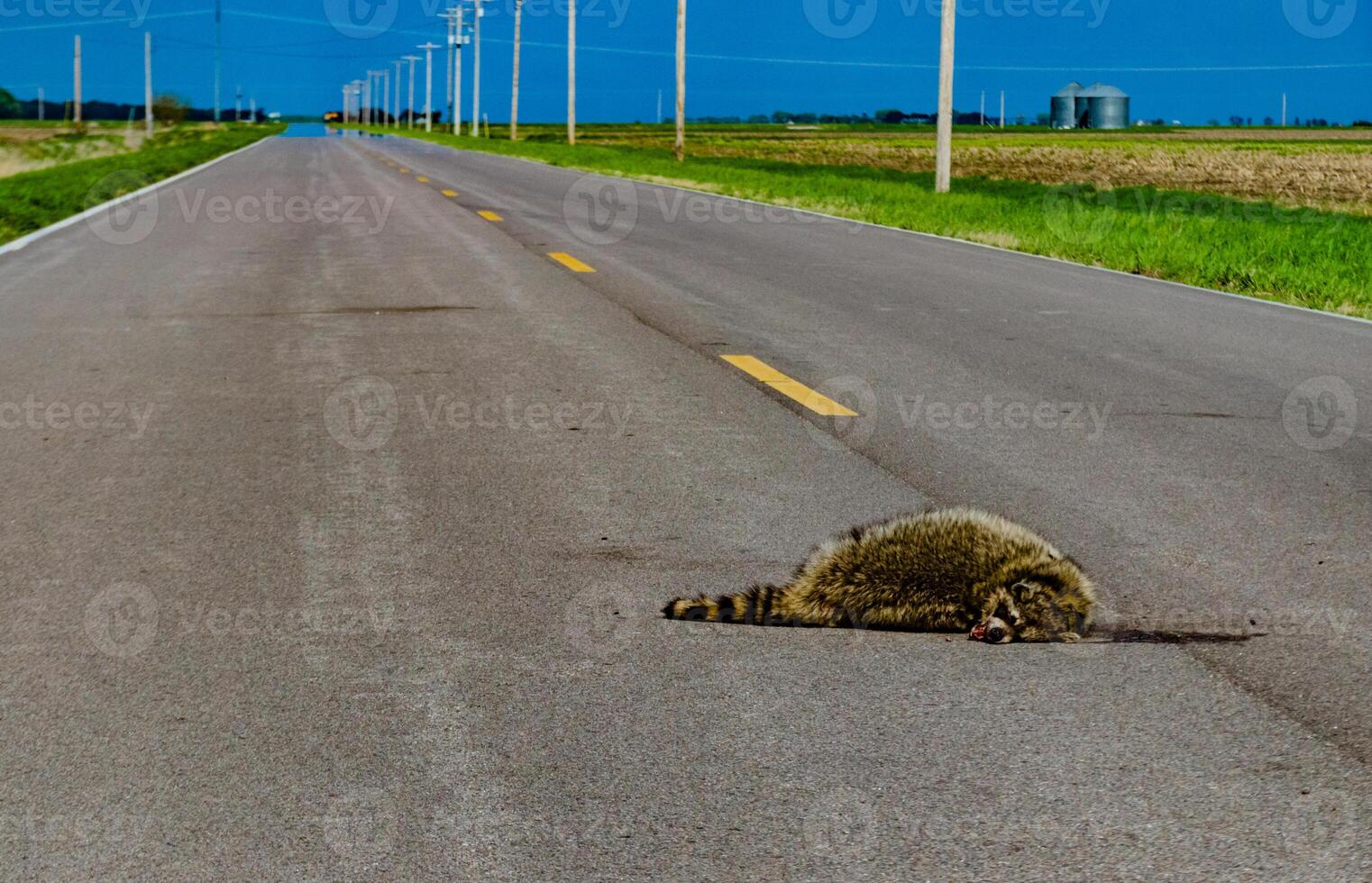 Dead raccoon hit by a car on the road in Tennessee, US photo