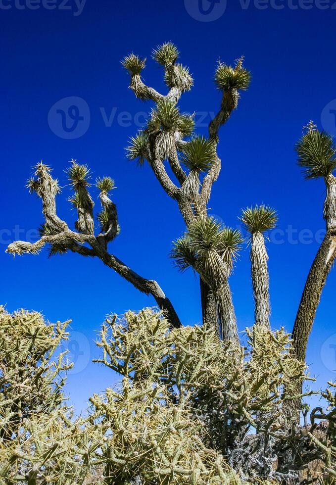 Branched pencil cholla Cylindropuntia ramosissima - segmented stem of a cactus with long spines in a rock desert near Joshua Tree NP, California photo