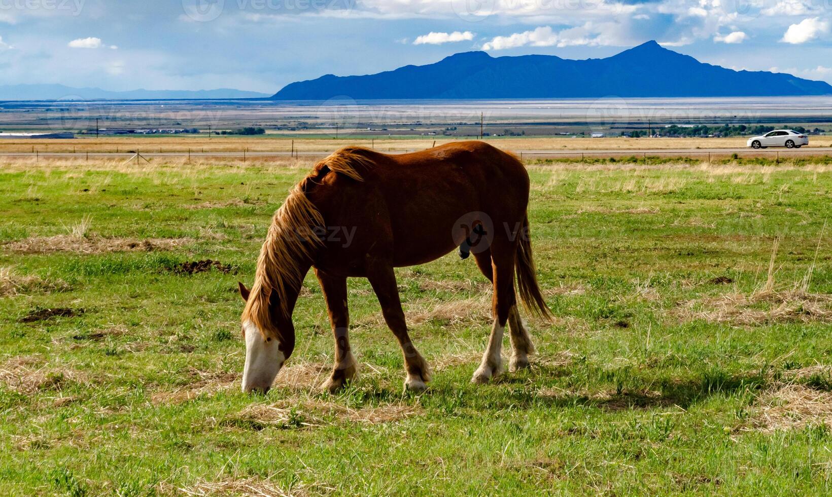 Horses graze on the field, eat green grass, ranch in Utah photo