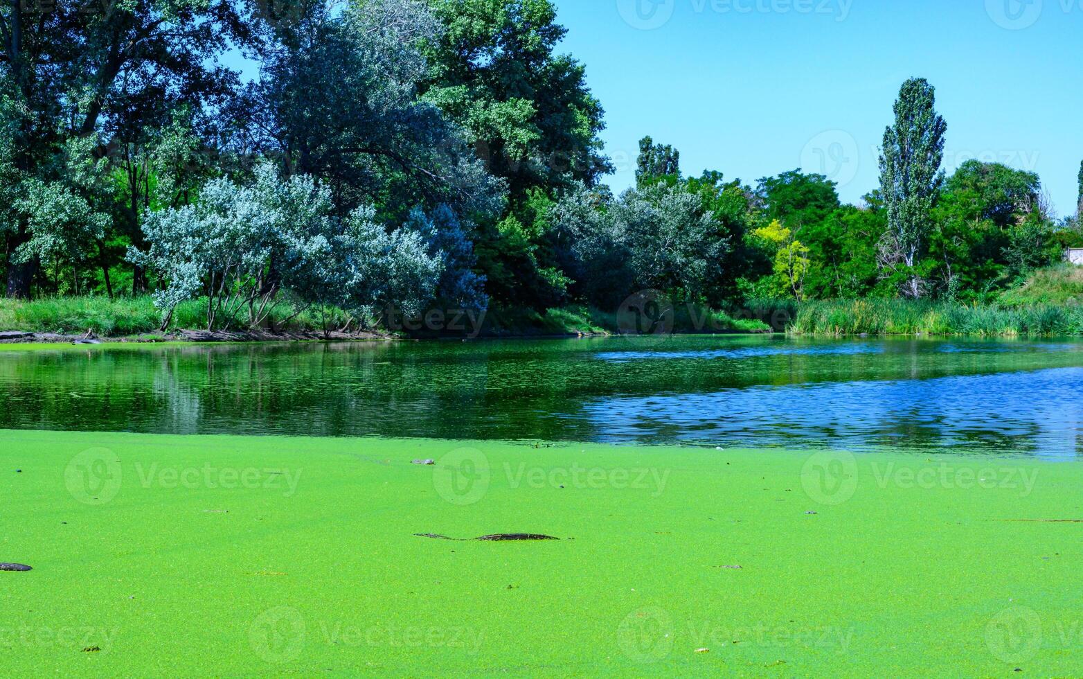 Aquatic plants floating on the surface of the water duckweed Lemna and Wolffia in a stagnant pond, photo