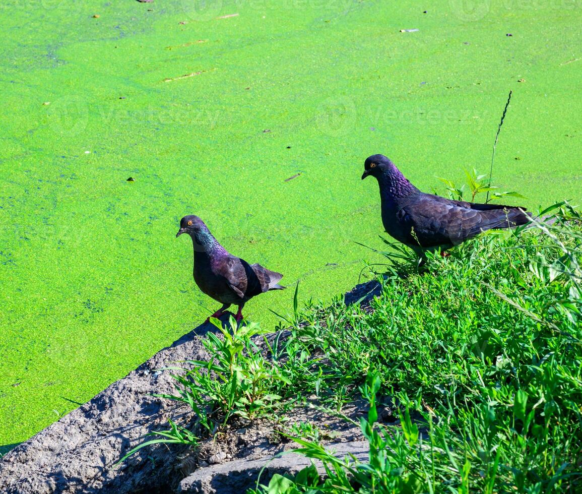 The image shows two pigeons standing on grass near a body of water photo