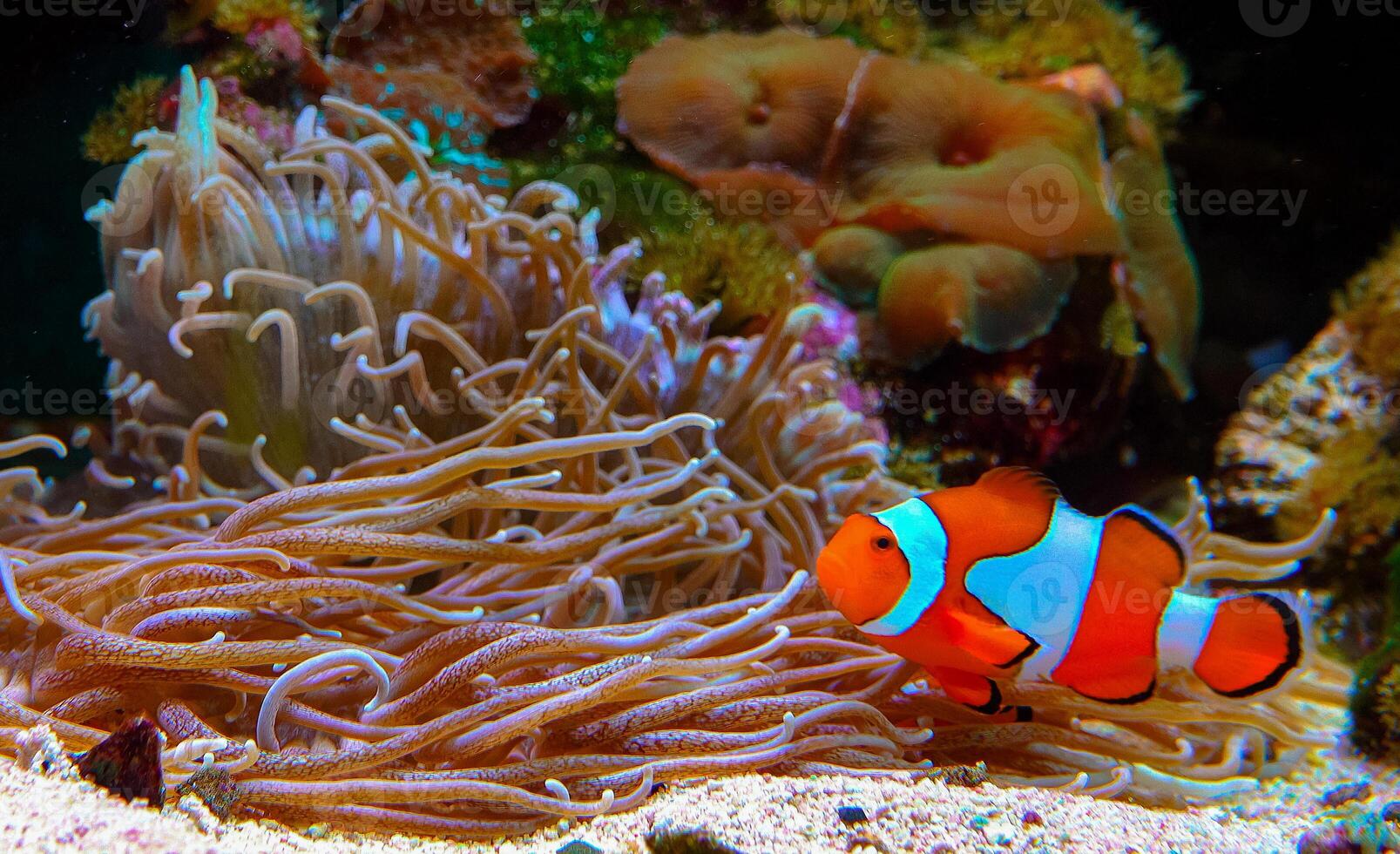 Clown fish, Anemonefish Amphiprion ocellaris swim among the tentacles of anemones photo