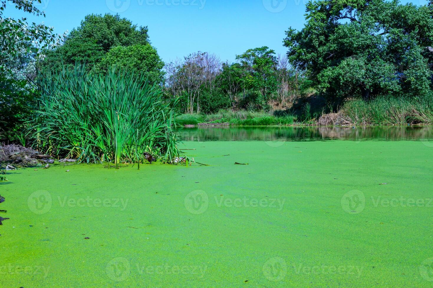 Aquatic plants floating on the surface of the water duckweed Lemna and Wolffia in a stagnant pond, photo