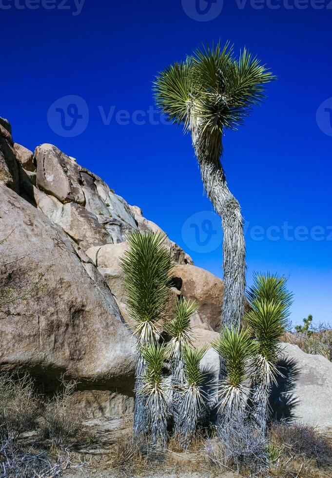 Rock landscape, Yucca Brevifolia Mojave Desert Joshua Tree National Park, CA photo