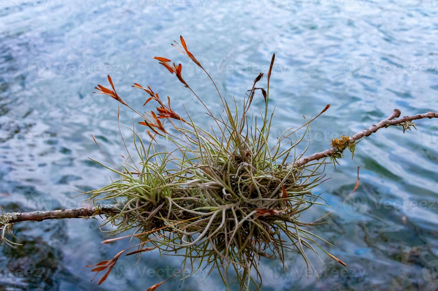 Flowering bushes of the epiphytic plant of Tillandsia on a tree branch. Texas, Garner State Park, USA photo