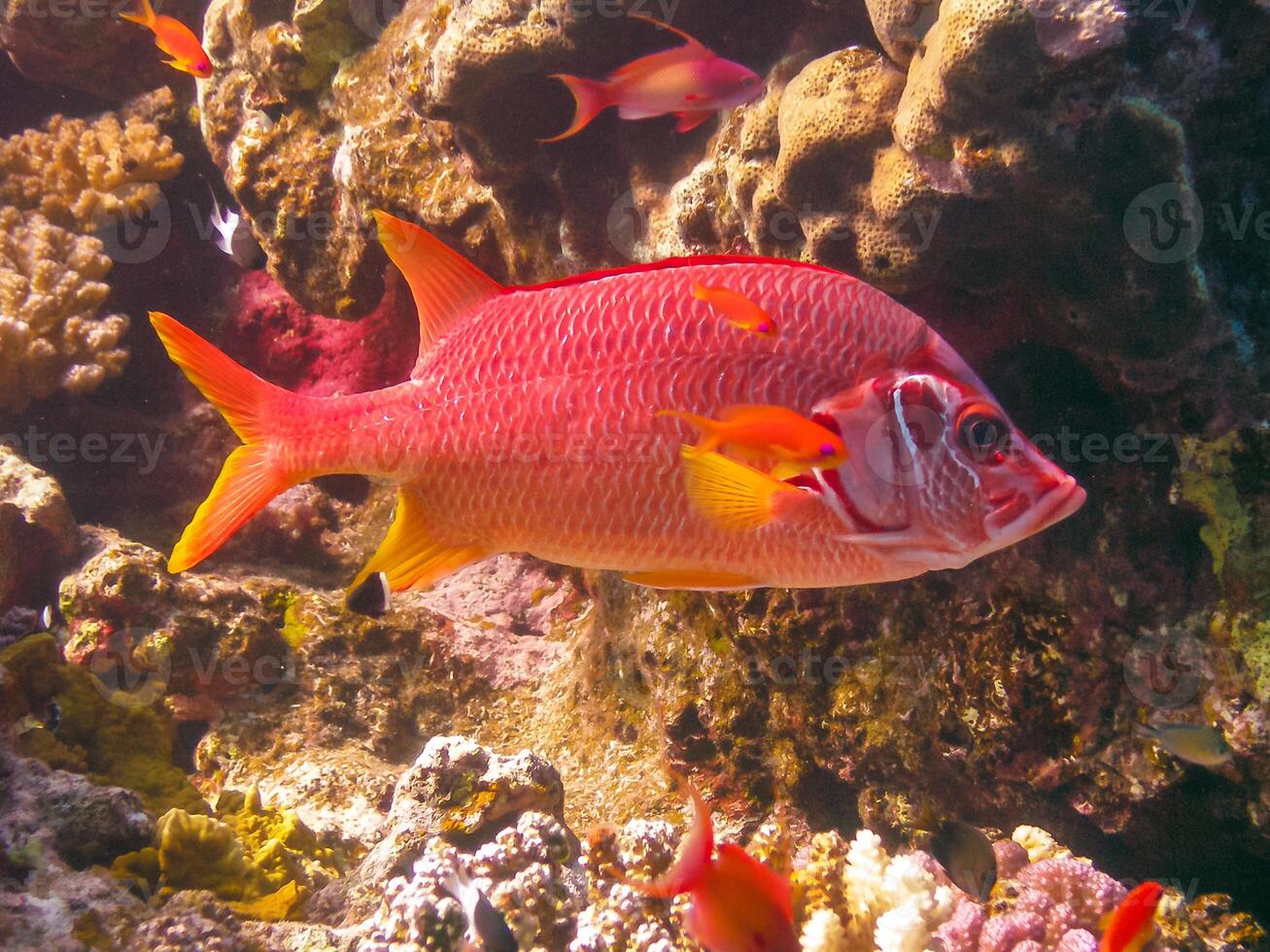 Sabre squirrelfish Sargocentron spiniferum, fish hiding in corals on a reef in the Red Sea photo