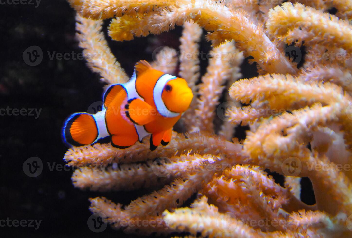 Clown fish, Anemonefish Amphiprion ocellaris swim among the tentacles of anemones, symbiosis of fish and anemones photo