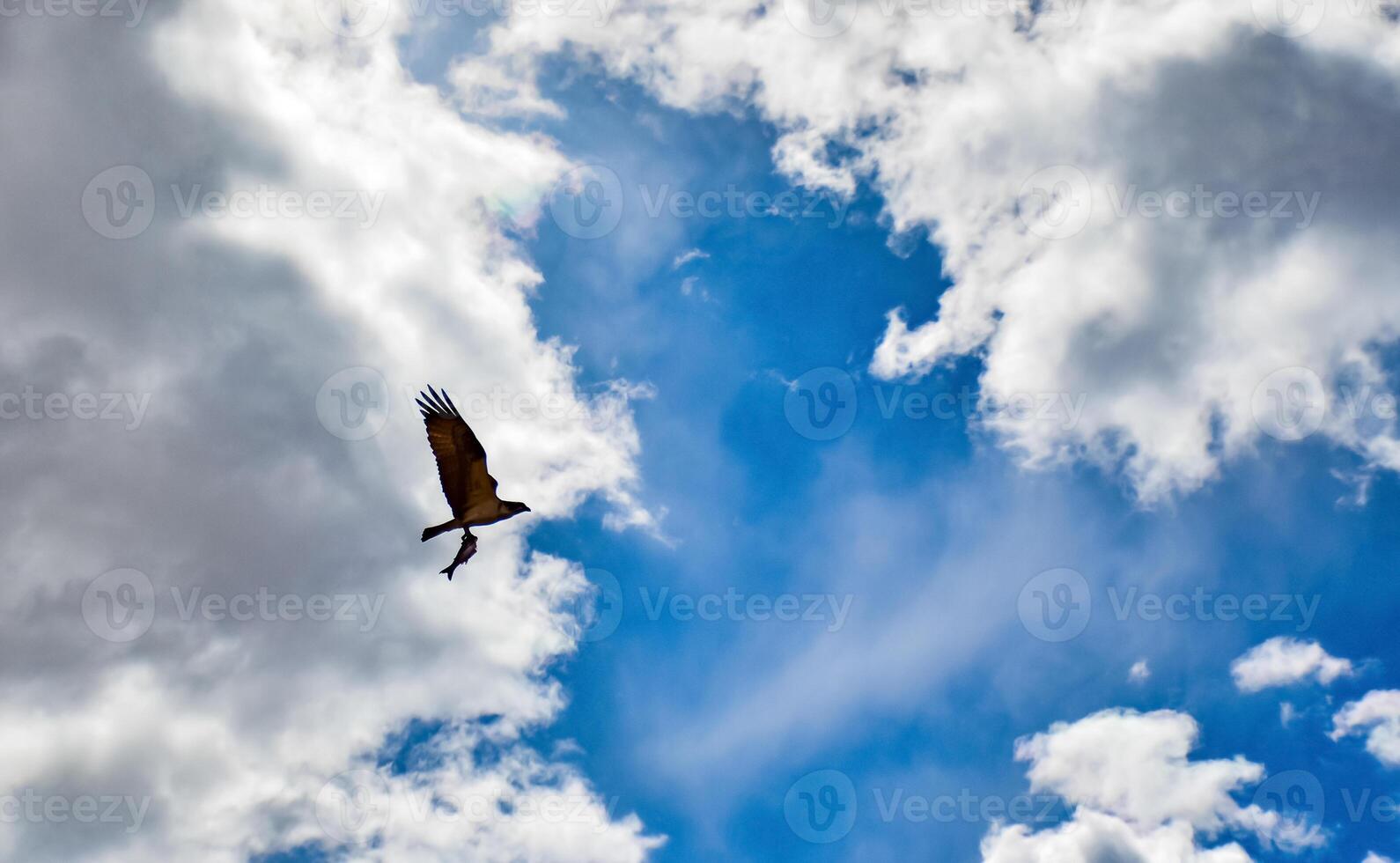 A large bird of prey flies against the backdrop of clouds with fish in its paws in Utah, US photo