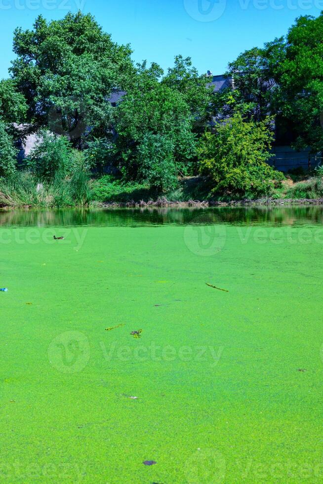 Aquatic plants floating on the surface of the water duckweed Lemna and Wolffia in a stagnant pond, photo