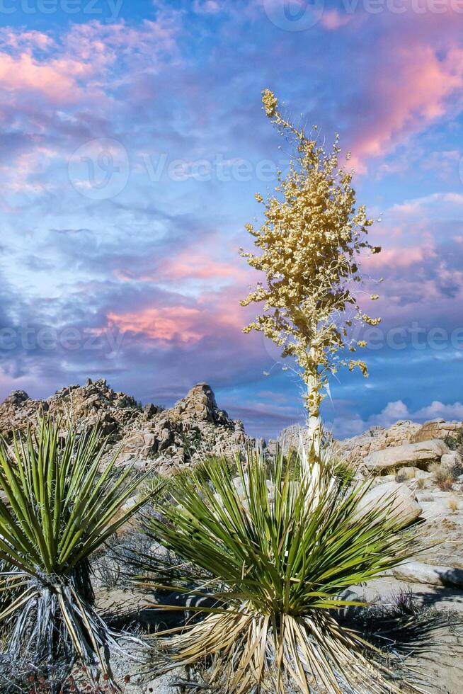 Bigelow's Nolina, Nolina bigelovii Beargrass Hidden Valley Landscape Mojave Desert Joshua Tree National Park, California photo