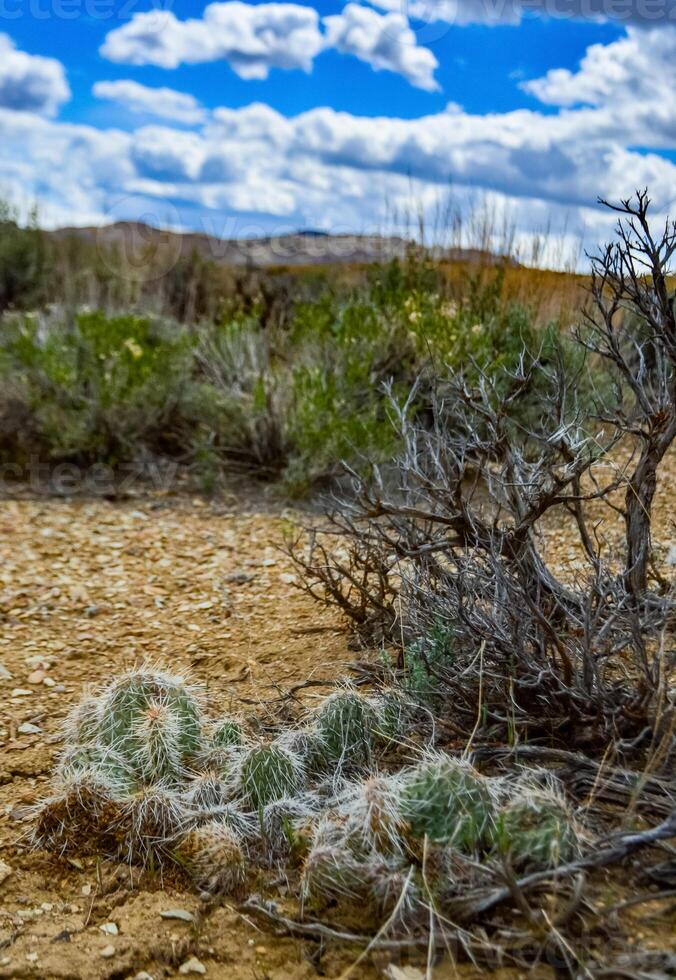 Prickly Pear Cactus, Opuntia sp. with white spines, Utah US photo