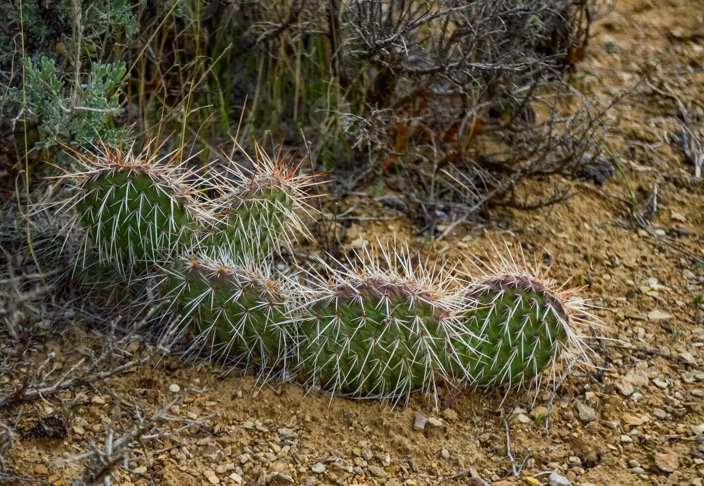 Prickly Pear Cactus, Opuntia sp. with white spines, Utah photo