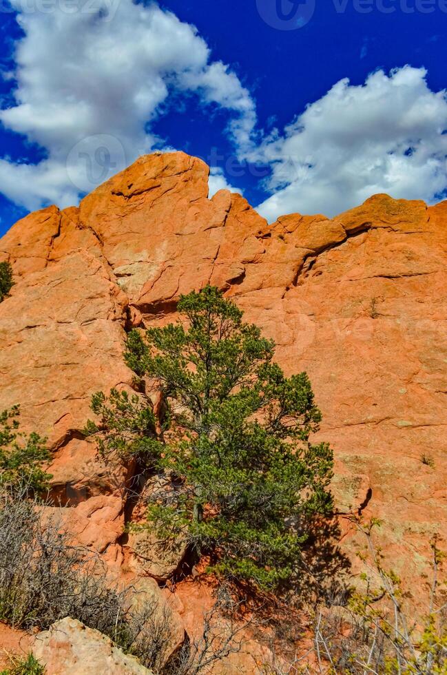 Eroded red-sandstone formations. Garden of the Gods, Colorado Springs, Colorado photo