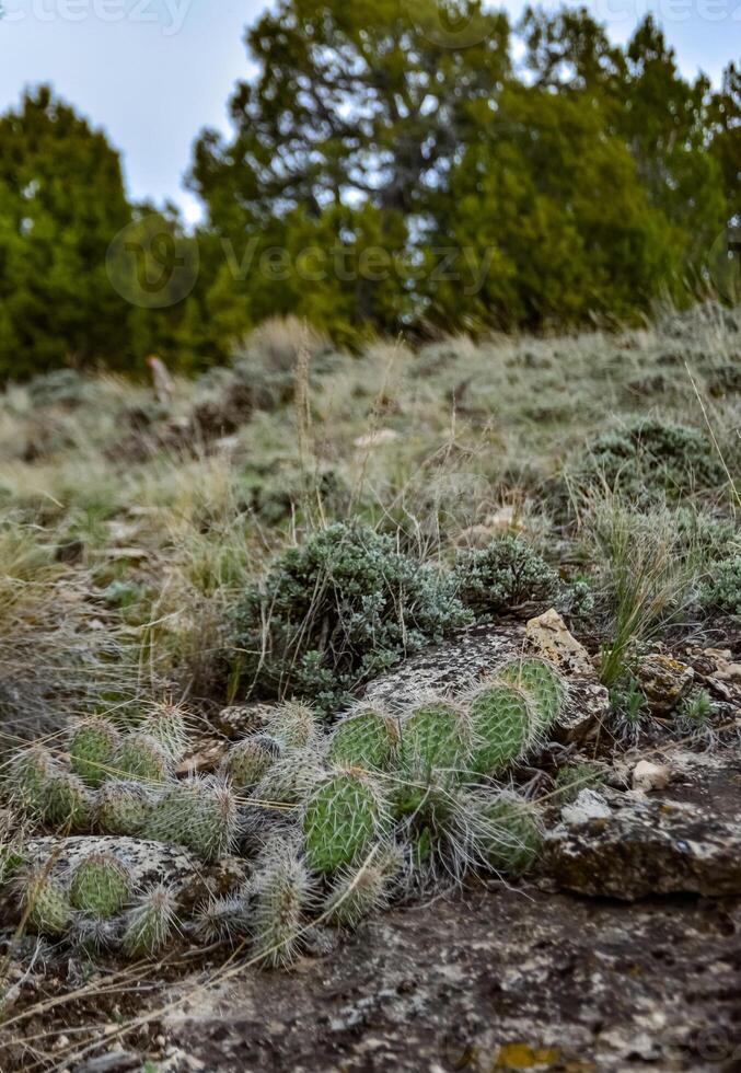 Prickly Pear Cactus, Opuntia sp. with white spines, Utah US photo