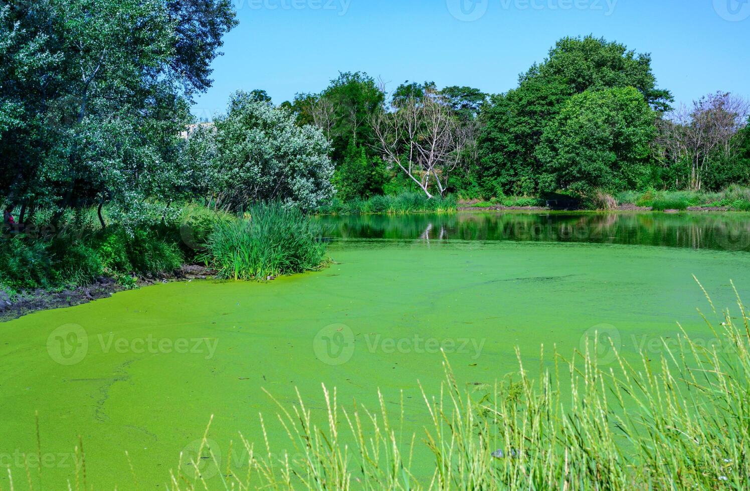 Aquatic plants floating on the surface of the water duckweed Lemna and Wolffia in a stagnant pond, photo