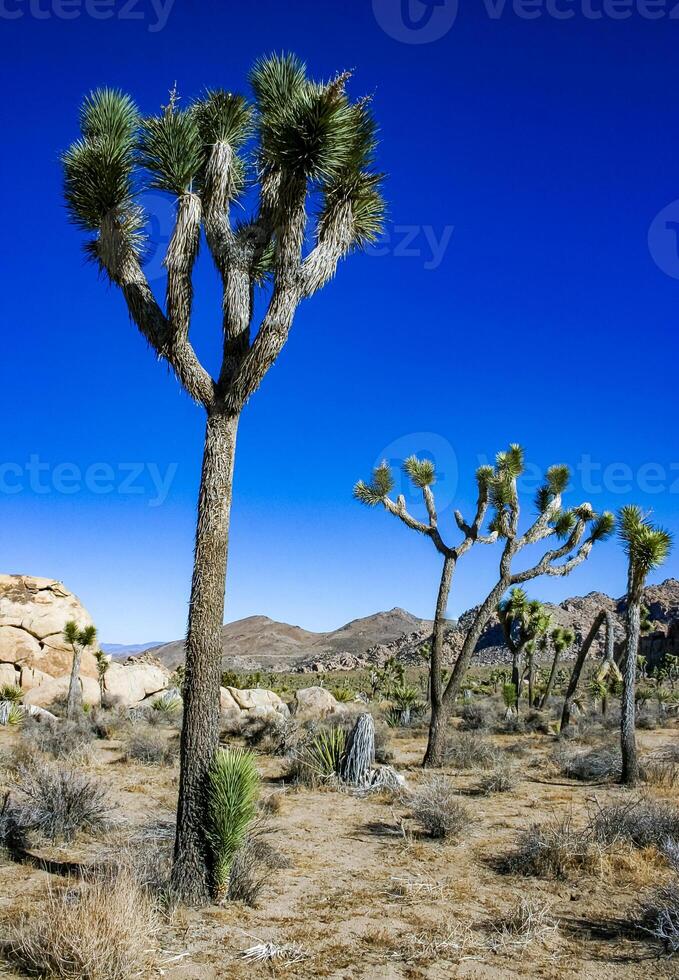 Rock landscape, Yucca Brevifolia Mojave Desert Joshua Tree National Park, CA photo