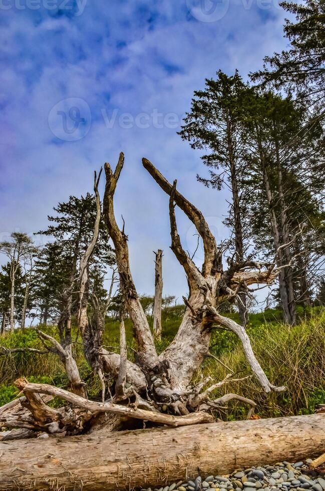 Trunks of fallen trees at low tide on the Pacific Ocean in Olympic, National Park, Washington photo