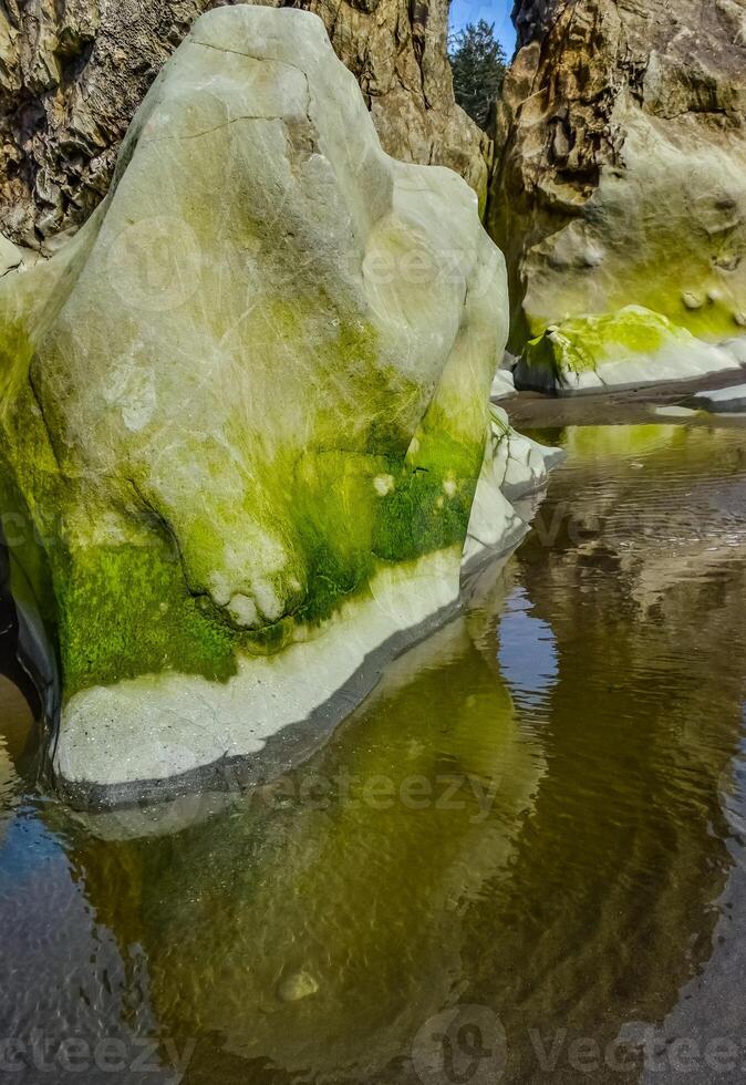 Green algae on rocks at low tide in Olympic National Park, Washington photo