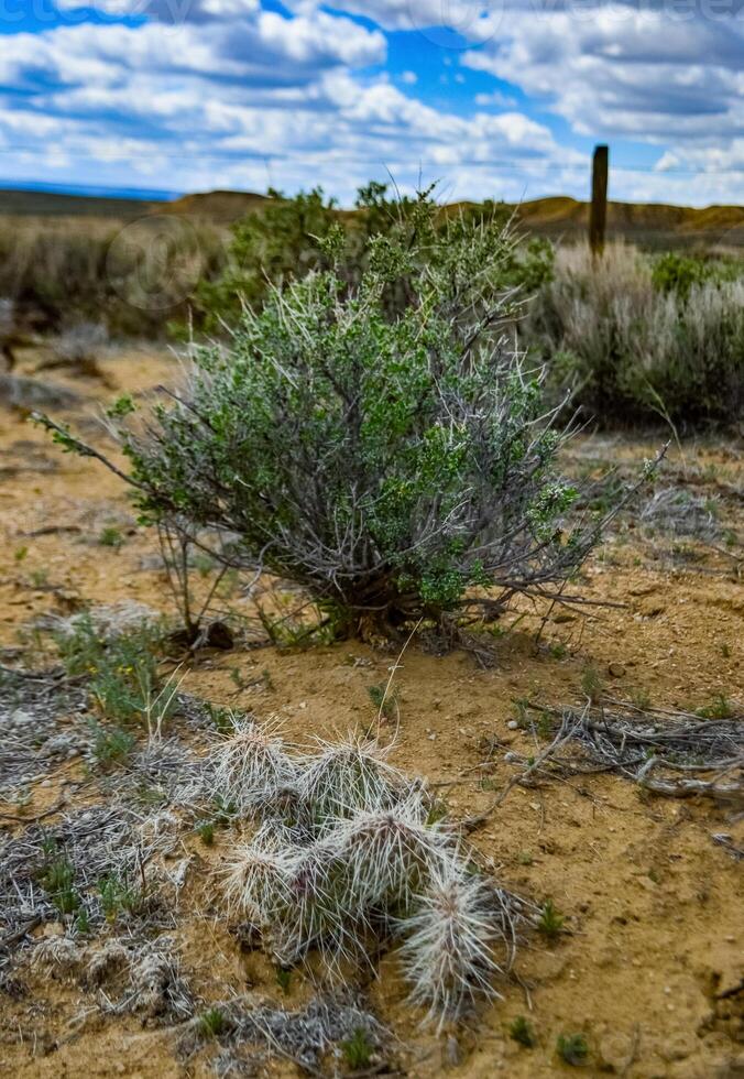 Prickly Pear Cactus, Opuntia sp. with white spines, Utah photo