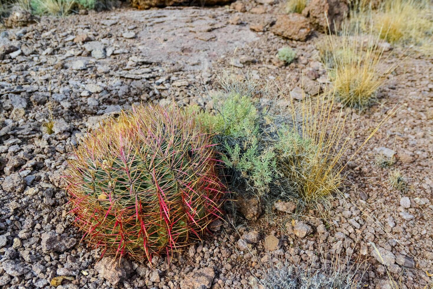 California barrel cactus, compass barrel Ferocactus cylindraceus, cacti grow on stones in the desert. Arizona Cacti photo