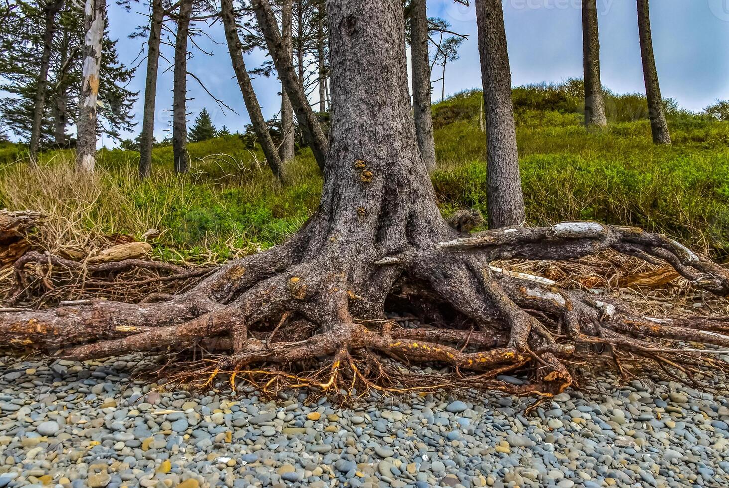 Trunks of fallen trees at low tide on the Pacific Ocean in Olympic, National Park, Washington photo