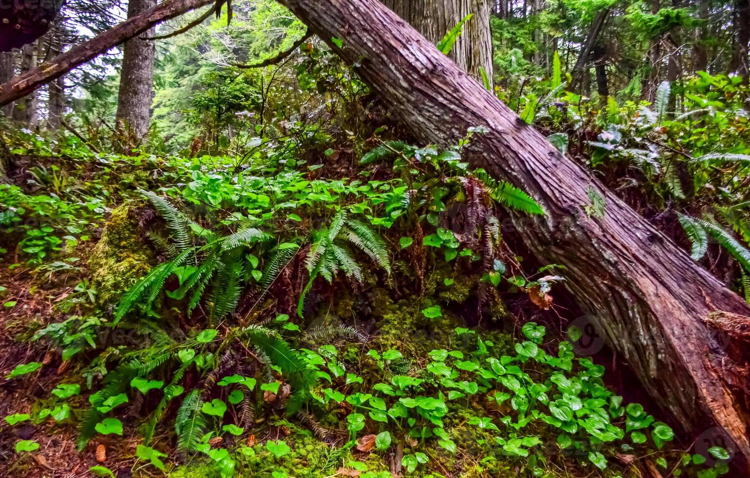 Wet forest on the shores of the Pacific Ocean in Olympic National Park, Washington photo