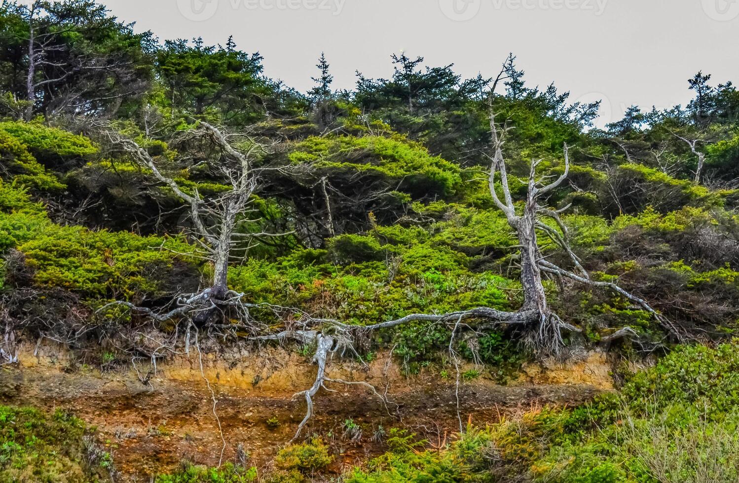 Tall conifers over the Pacific coast in Olympic National Park, Washington photo
