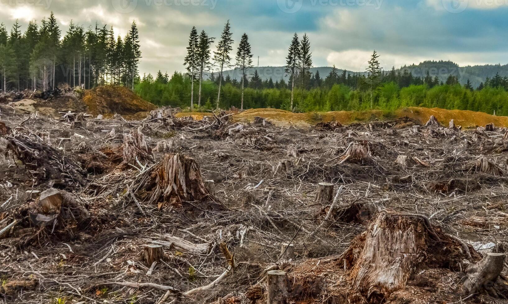 Felling of trees, many stumps from felled pines. Washington State photo