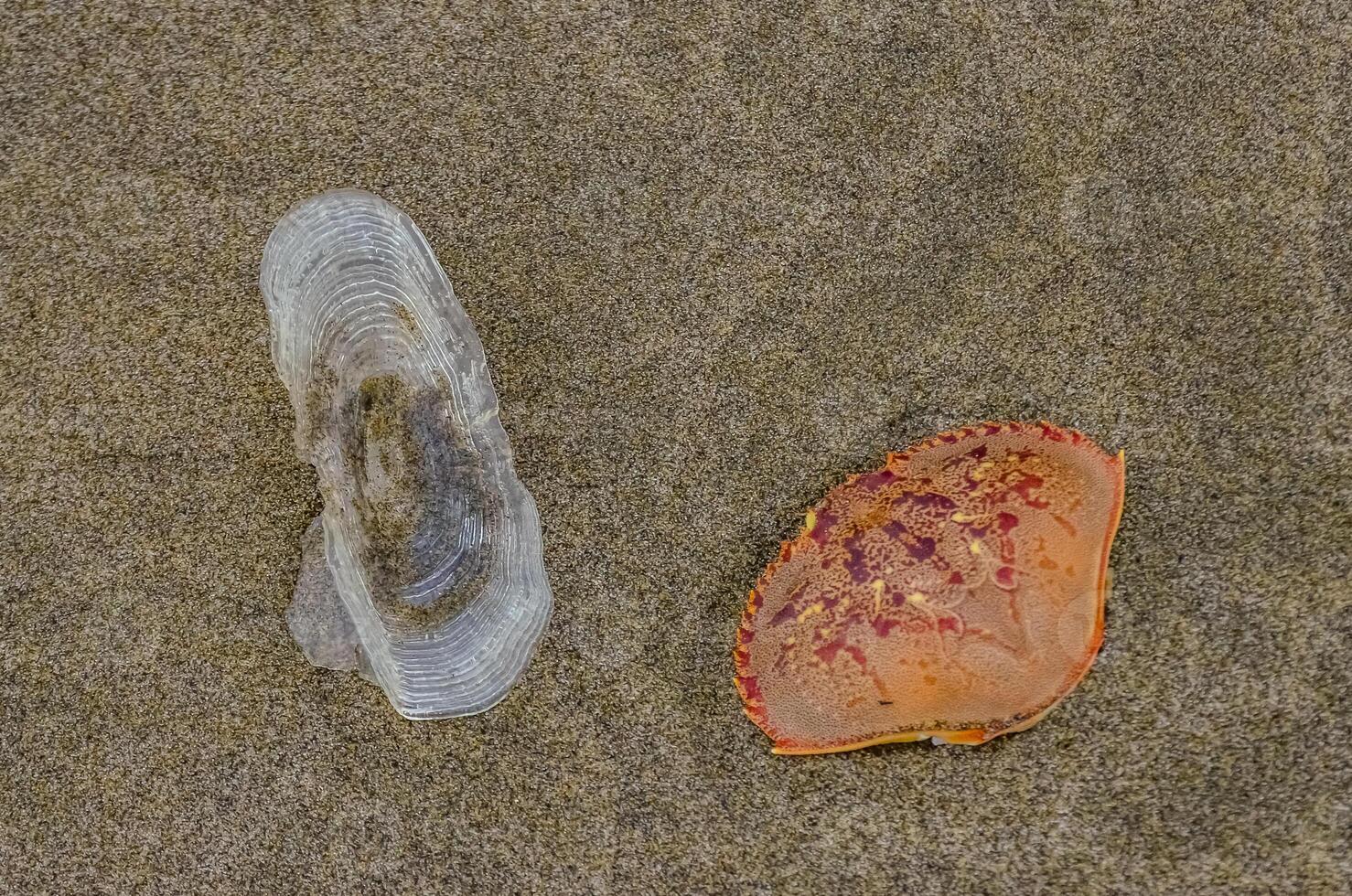 Blue jellyfish VELELLA sp. and crab shell, taken ashore by storm, on the shores of the Pacific Ocean photo