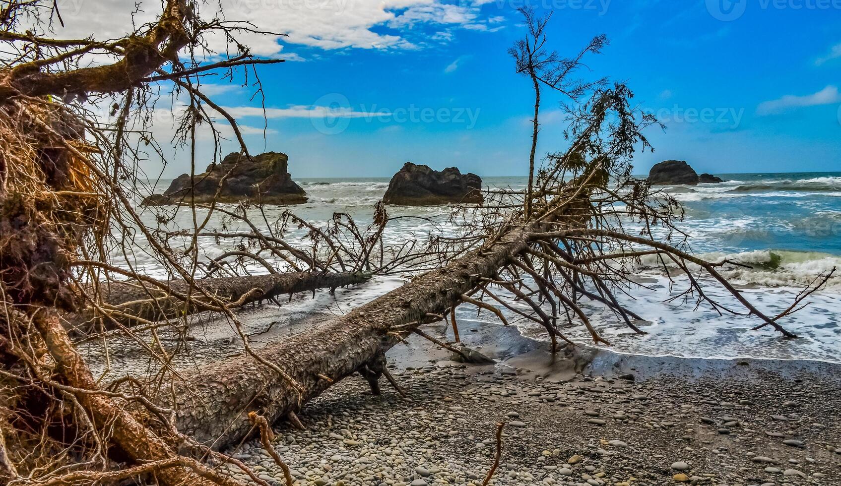 Trunks of fallen trees at low tide on the Pacific Ocean in Olympic, National Park, Washington photo