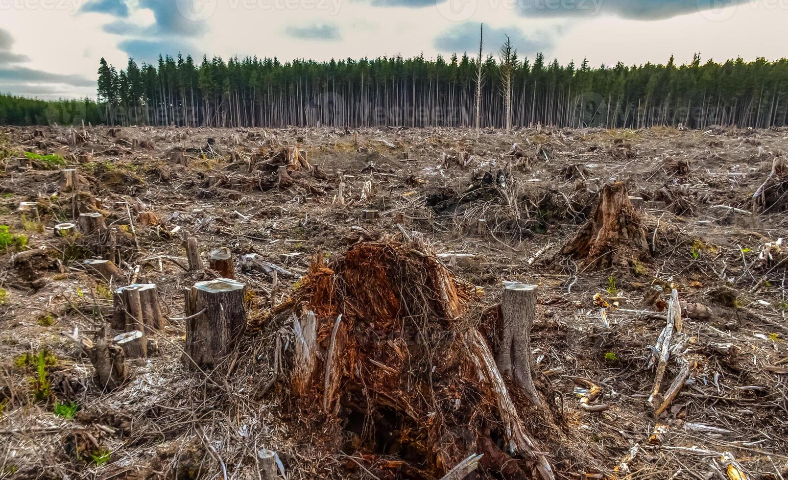 Felling of trees, many stumps from felled pines. Washington State photo