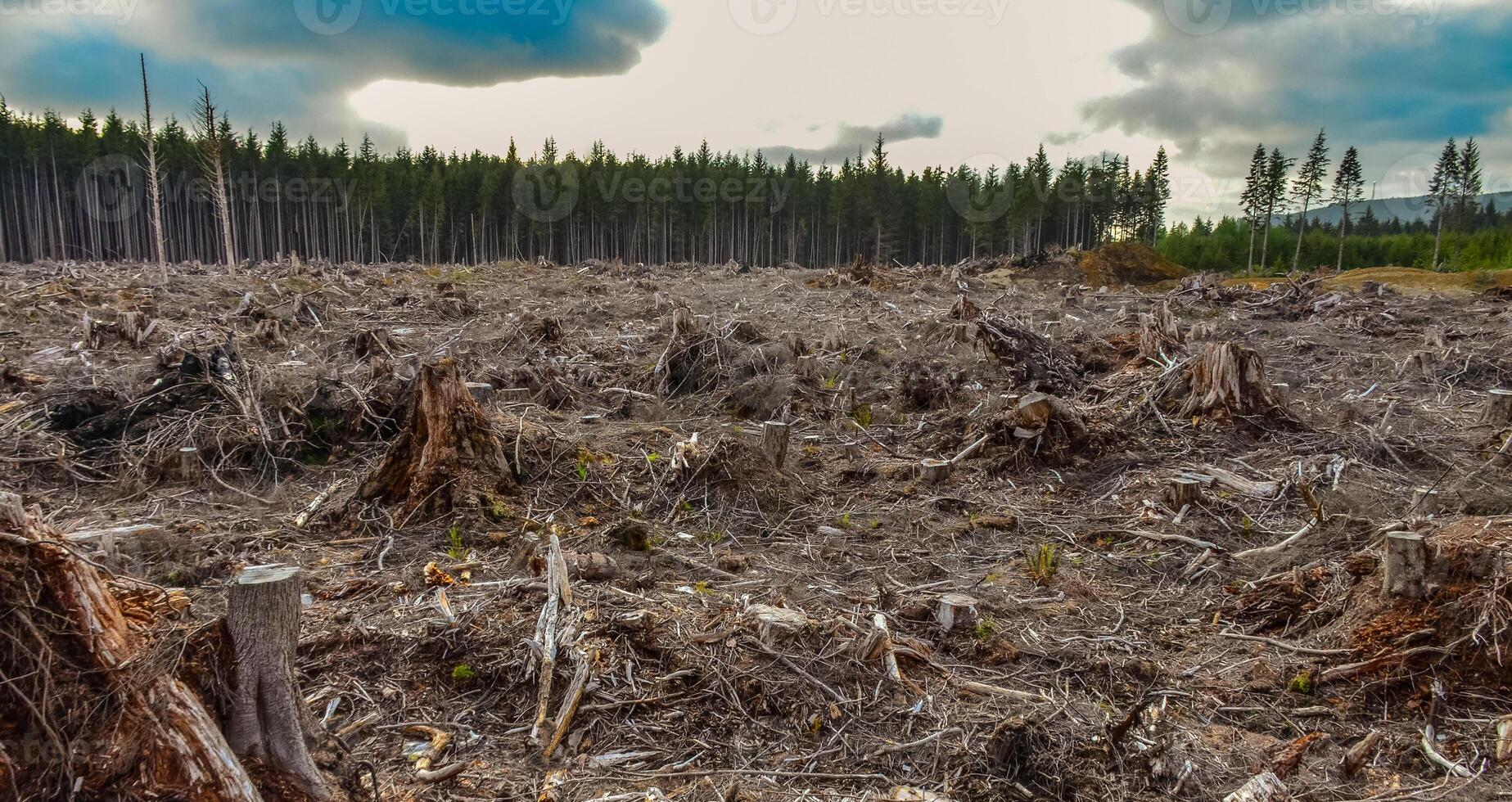 Felling of trees, many stumps from felled pines. Washington State photo