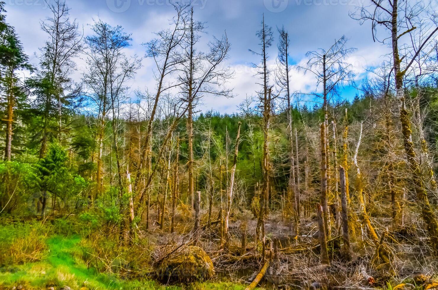Old and dead trees in the forest by the Pacific Ocean in Olympic National Park, Washington, USA photo