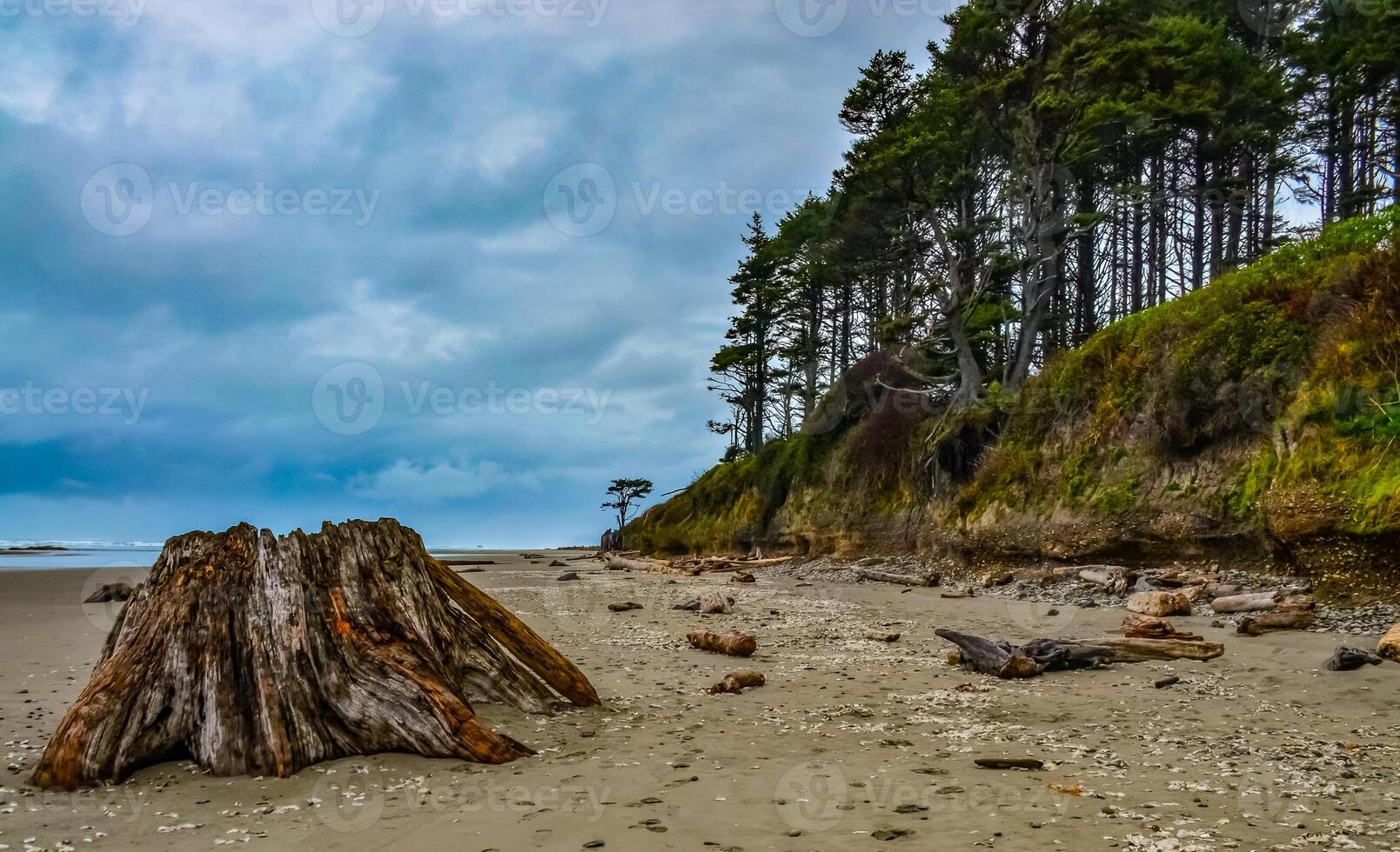 Trunks of fallen trees at low tide on the Pacific Ocean in Olympic, National Park, Washington photo