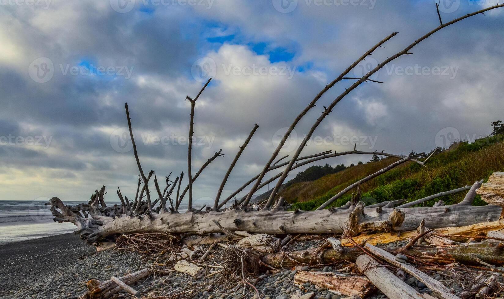 Trunks of fallen trees at low tide on the Pacific Ocean in Olympic, National Park, Washington photo