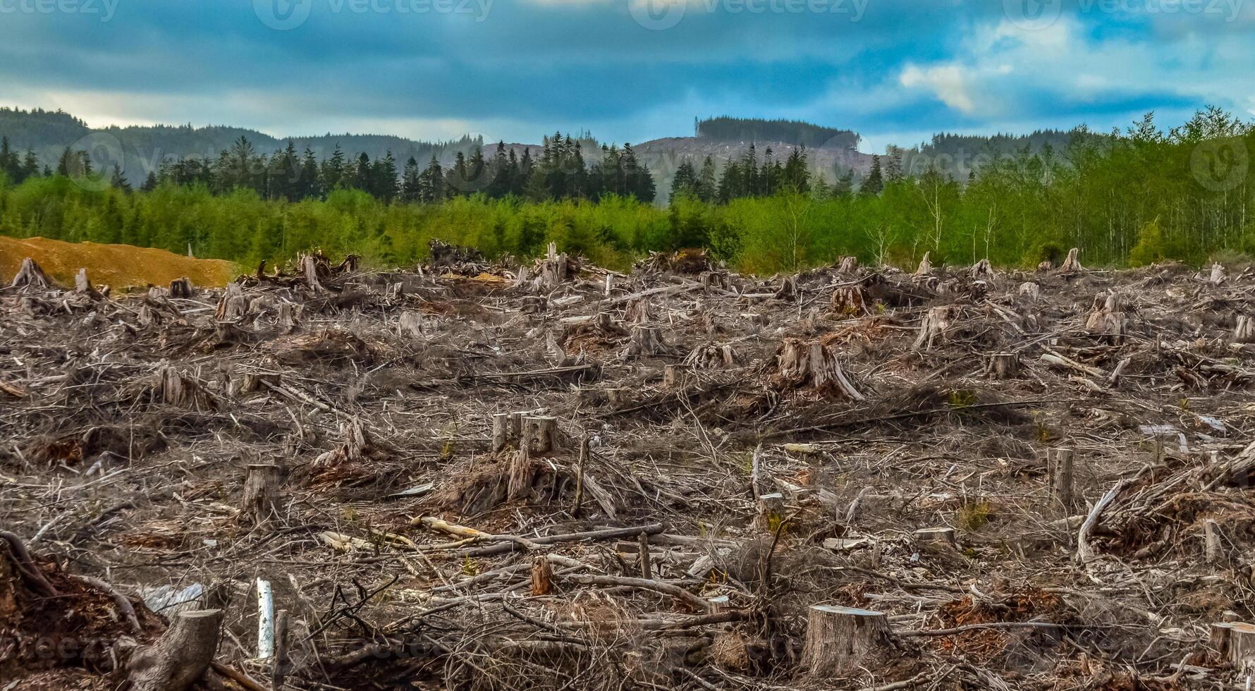 Felling of trees, many stumps from felled pines. Washington State photo