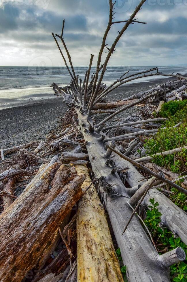 Trunks of fallen trees at low tide on the Pacific Ocean in Olympic, National Park, Washington photo