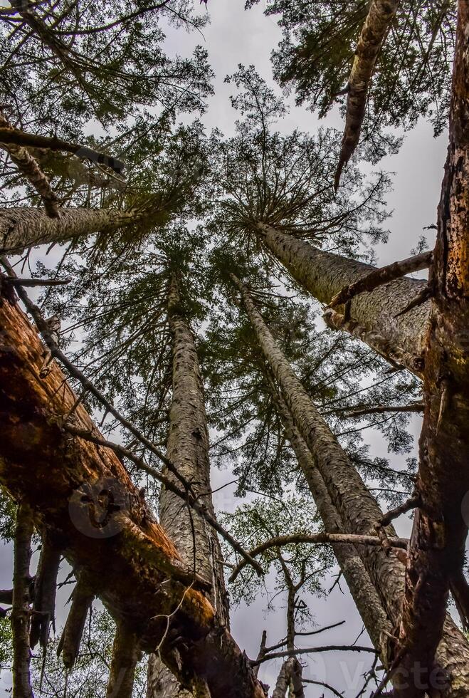 Tall conifers over the Pacific coast in Olympic National Park, Washington photo