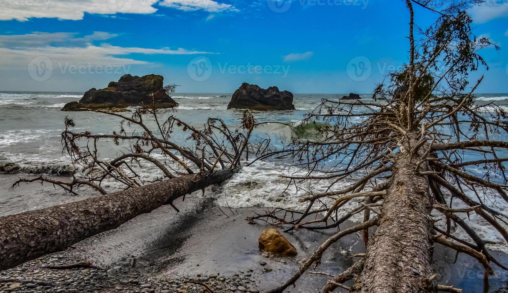 Trunks of fallen trees at low tide on the Pacific Ocean in Olympic, National Park, Washington photo