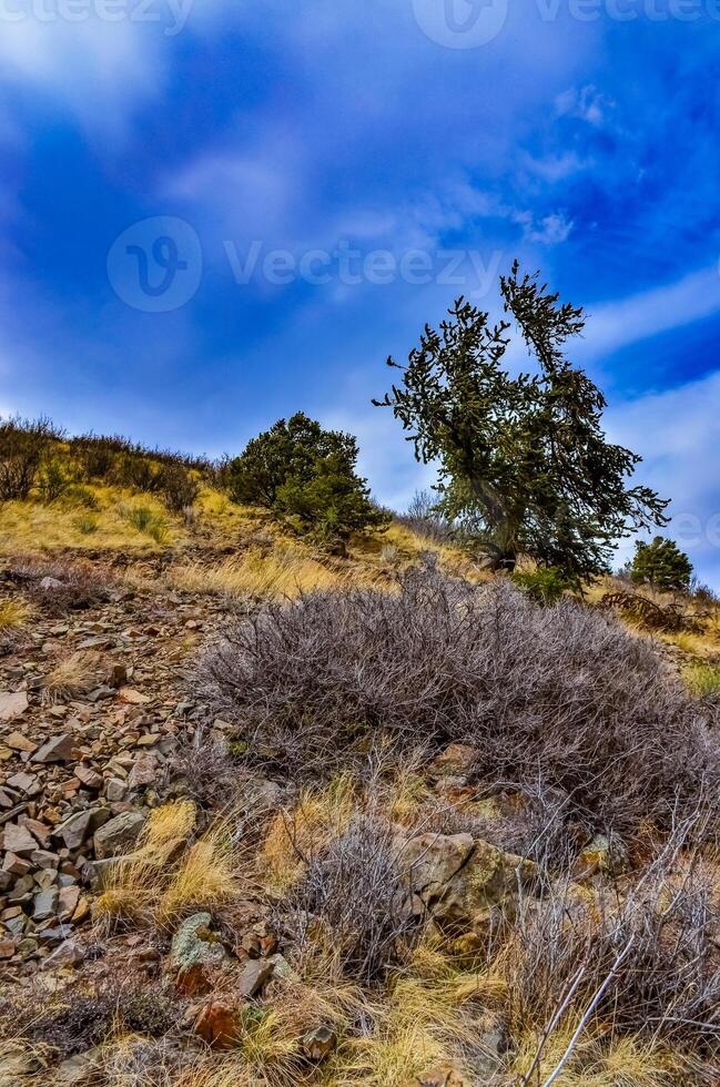 Desert succulents, cacti, prickly pear Cylindropuntia and Opuntia sp. and yucca on a hillside in Colorado, US photo