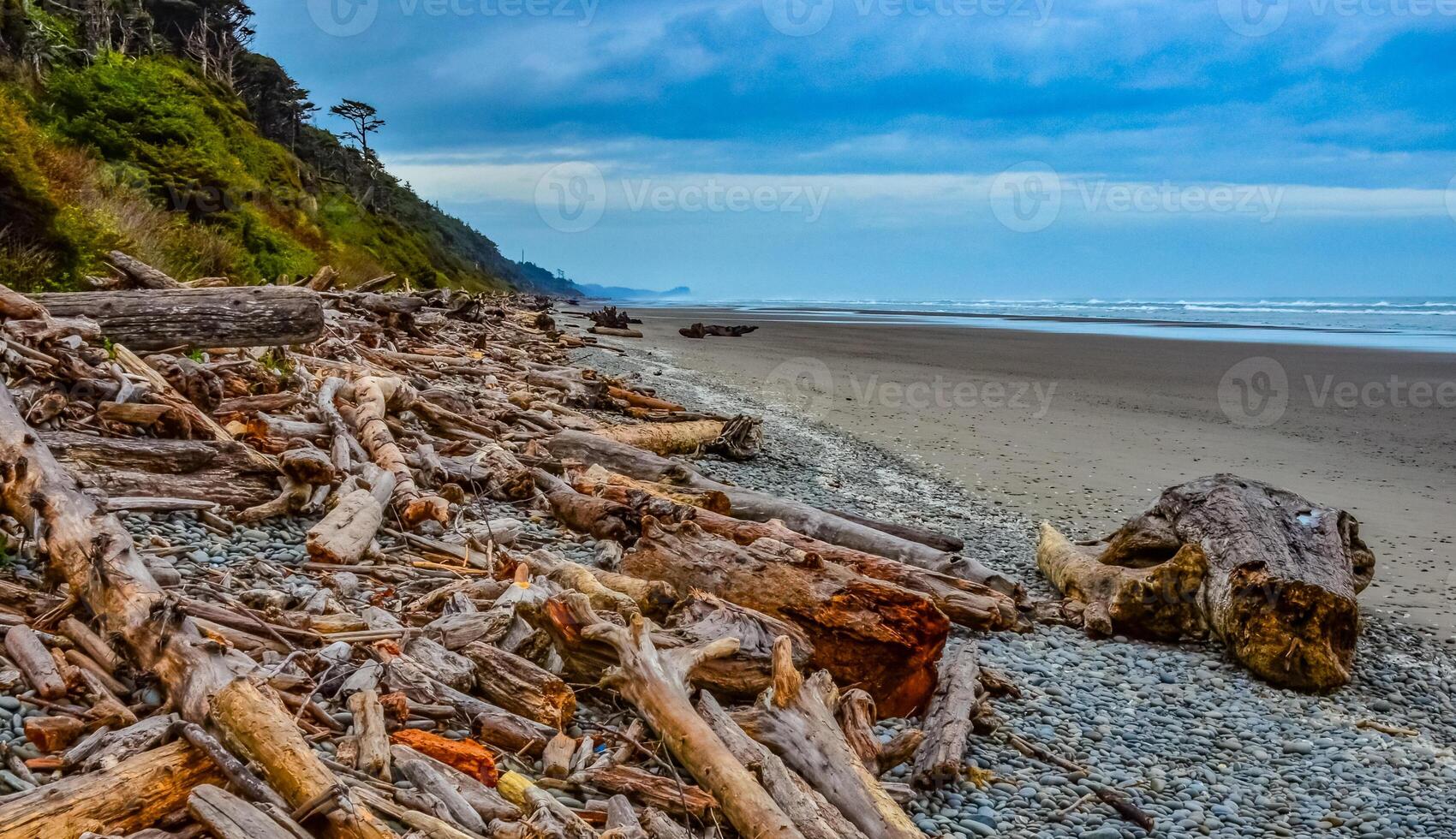 Trunks of fallen trees at low tide on the Pacific Ocean in Olympic, National Park, Washington photo