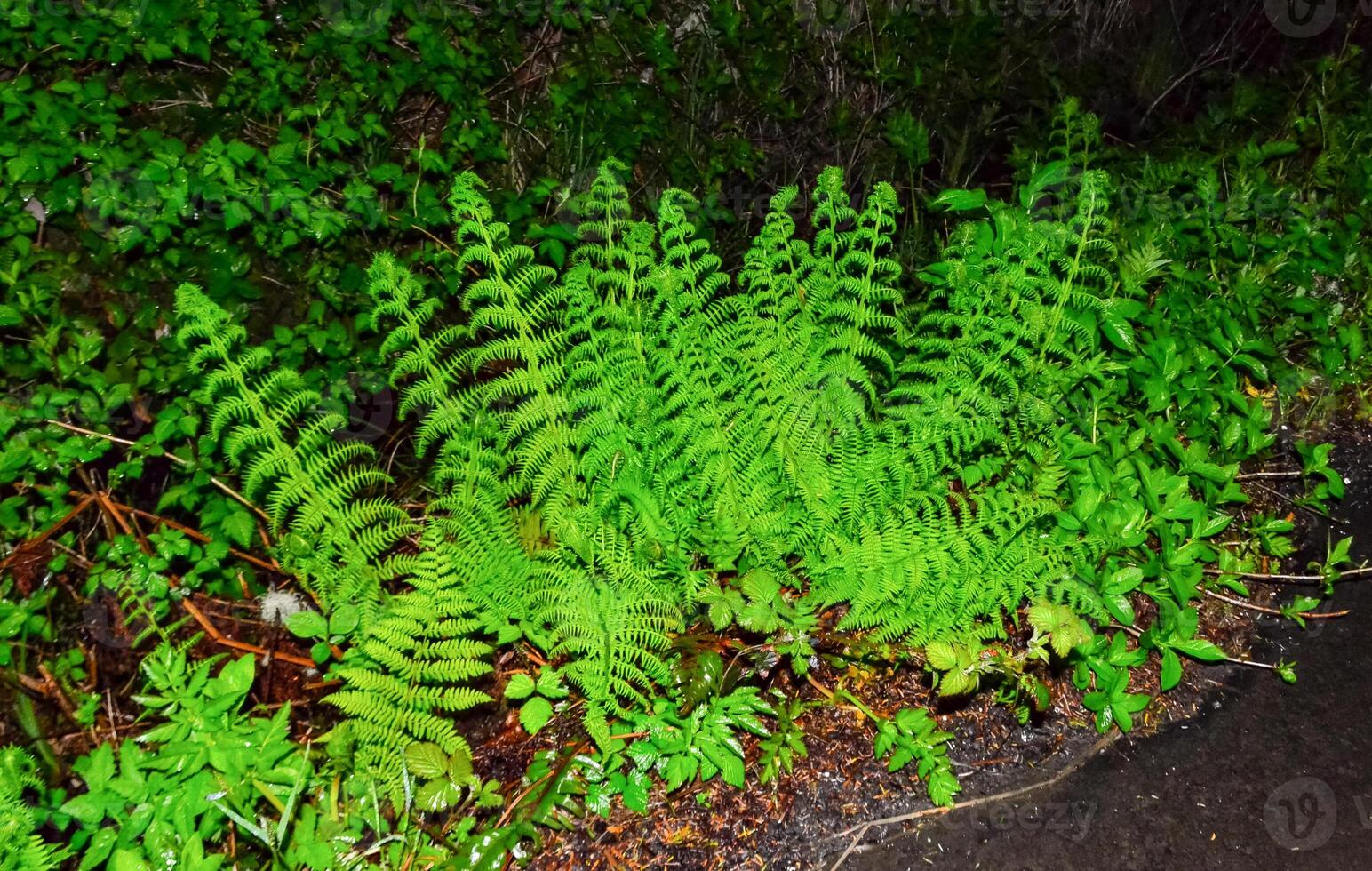Ferns and other forest plants in a forest by the Pacific Ocean in Olympic National Park, Washington photo