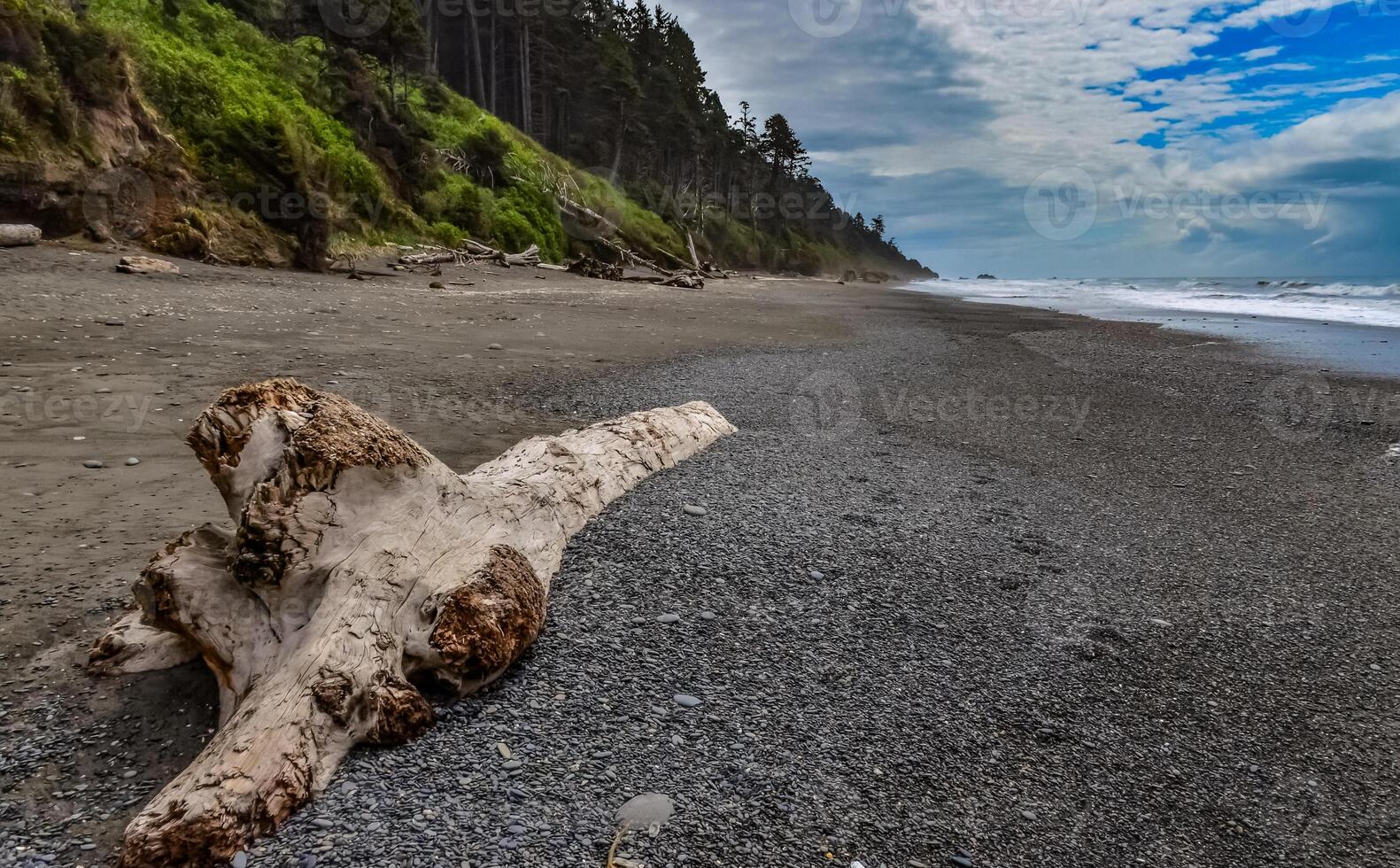 Trunks of fallen trees at low tide on the Pacific Ocean in Olympic, National Park, Washington photo