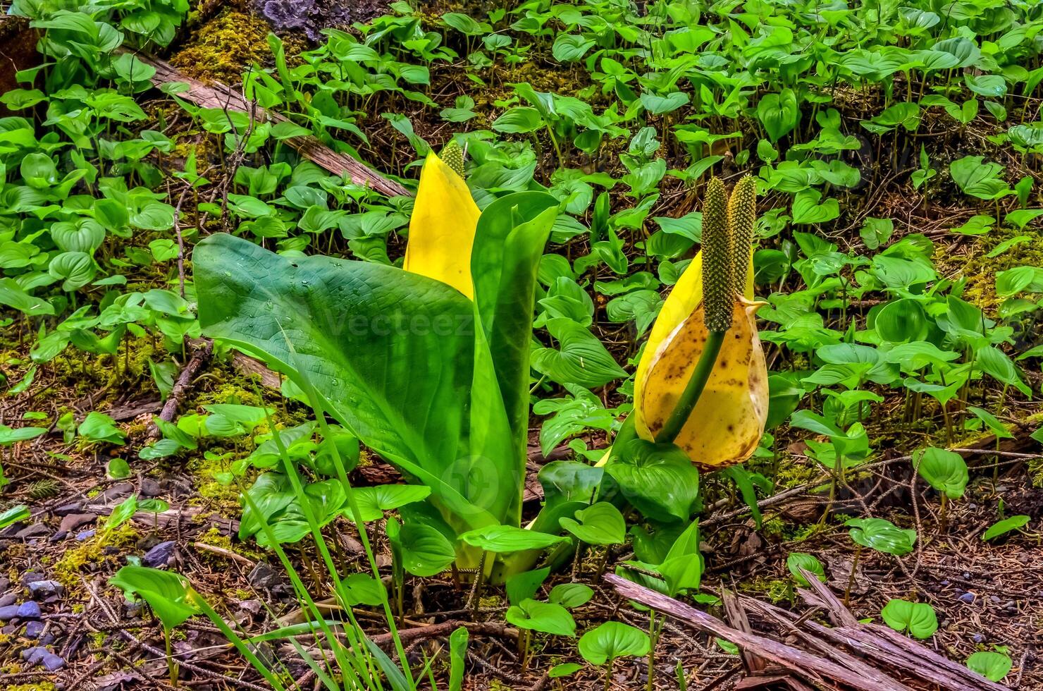 Western Skunk Cabbage Lysichiton americanus in a red alder grove, Olympic National Park, Washington photo